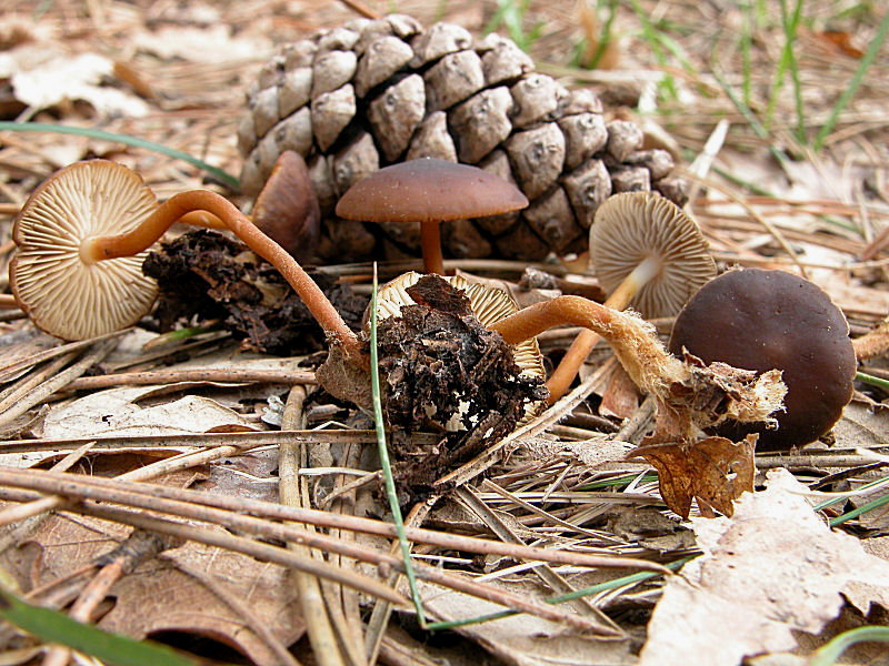 Strobilurus con sorpresa